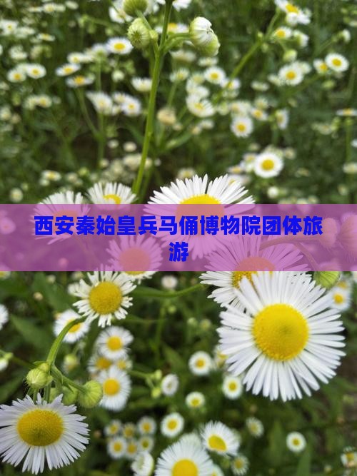 西安秦始皇兵马俑博物院团体旅游