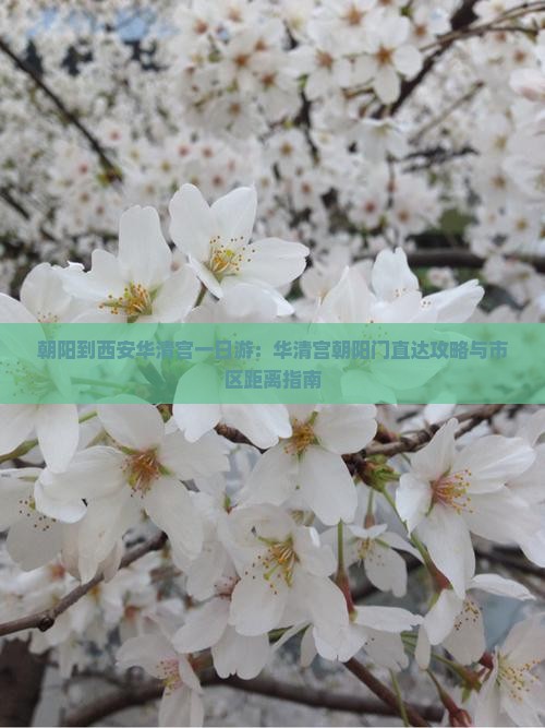 朝阳到西安华清宫一日游：华清宫朝阳门直达攻略与市区距离指南