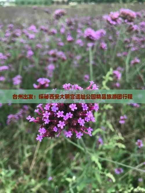 台州出发：探秘西安大明宫遗址公园精品旅游团行程