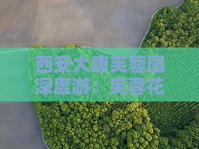 西安大唐芙蓉园深度游：芙蓉花间大唐攻略