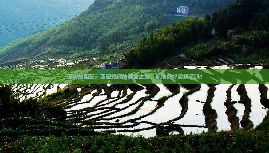 玉树去西安城墙旅游小吃