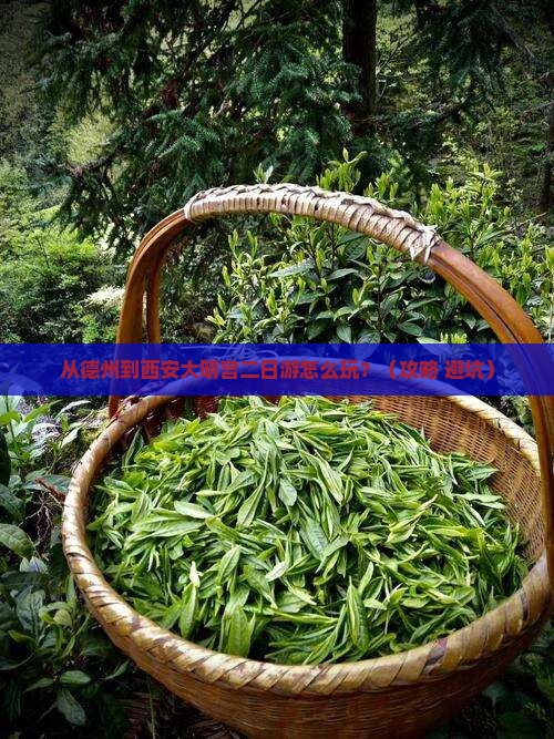 德州到西安大明宫国家遗址公园二日游