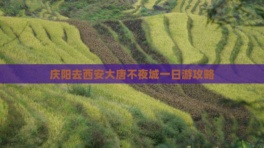 庆阳去西安大唐不夜城一日游