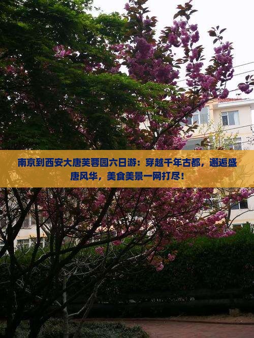 南京到西安大唐芙蓉园六日游