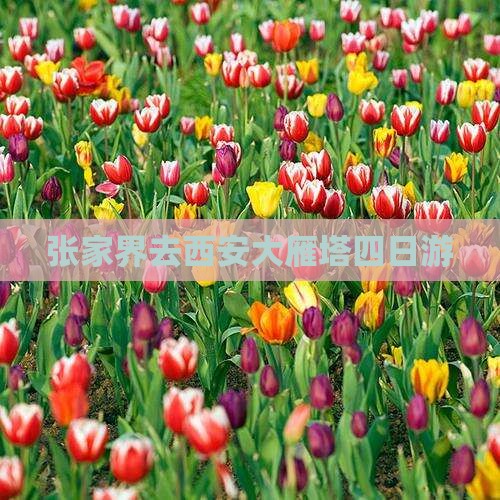 张家界去西安大雁塔四日游