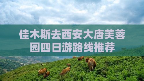 佳木斯去西安大唐芙蓉园四日游路线推荐