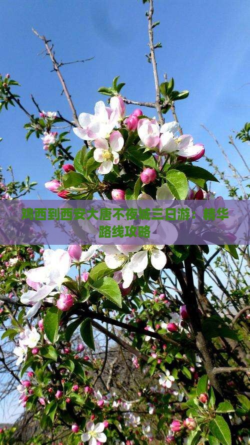 鸡西到西安大唐不夜城三日游：精华路线攻略