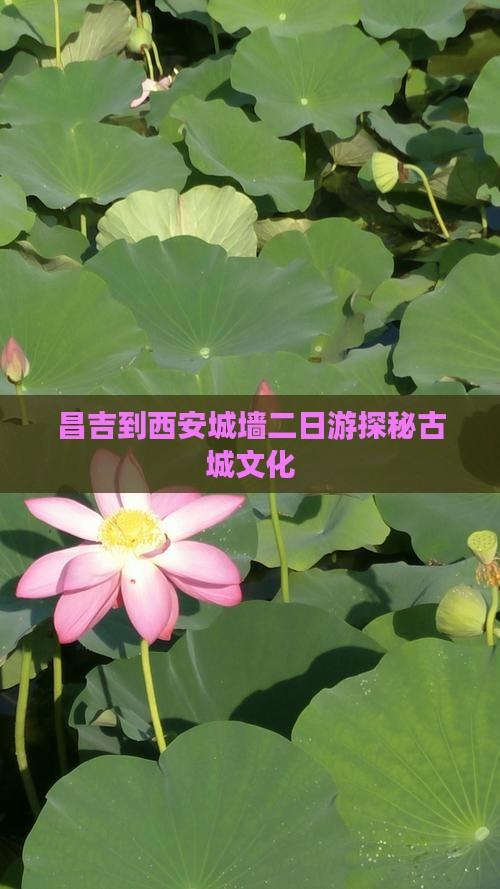 昌吉到西安城墙二日游探秘古城文化