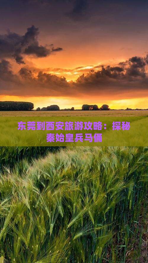 东莞到西安旅游攻略：探秘秦始皇兵马俑