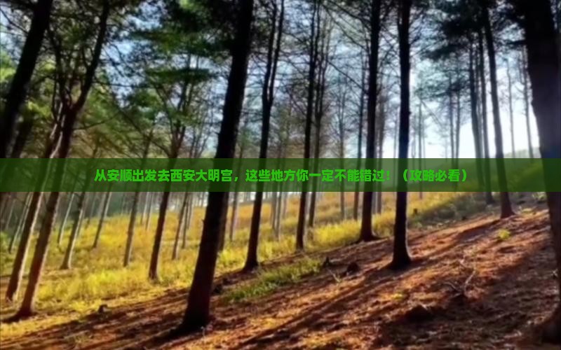 安顺去西安大明宫国家遗址公园必去地