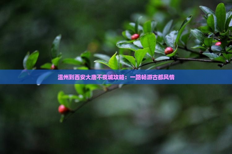 温州到西安大唐不夜城攻略：一路畅游古都风情