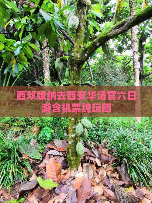 西双版纳去西安华清宫六日游含机票纯玩团