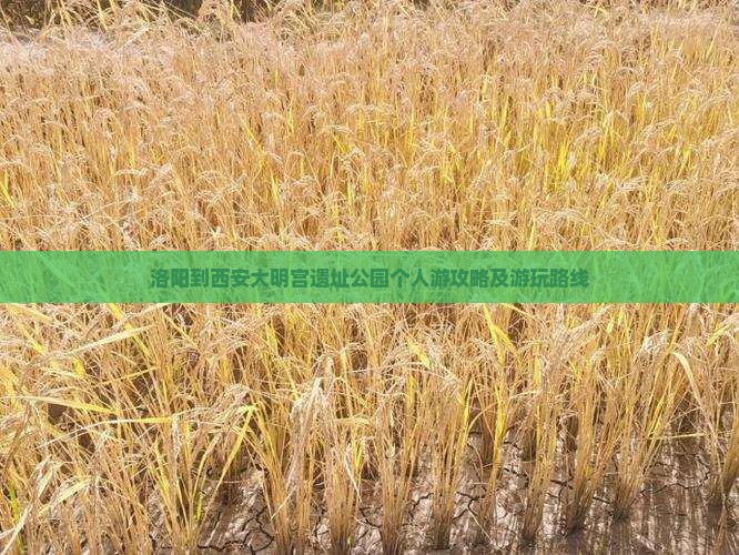 洛阳到西安大明宫遗址公园个人游攻略及游玩路线
