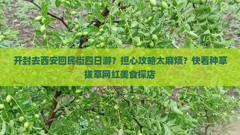 开封去西安回民街四日游？担心攻略太麻烦？快看种草拔草网红美食探店