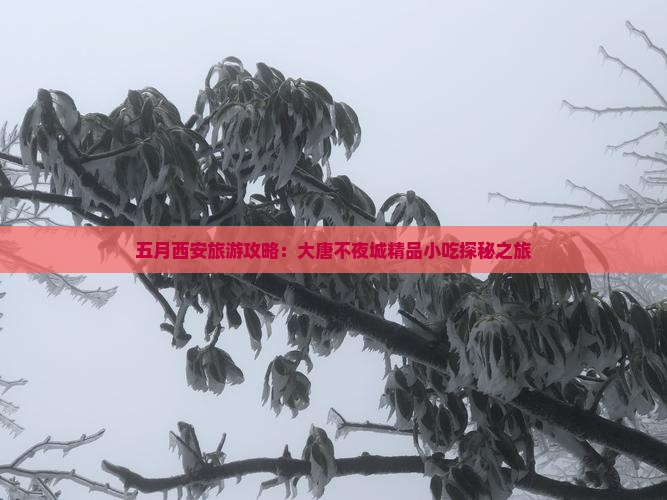 五月西安旅游攻略：大唐不夜城精品小吃探秘之旅