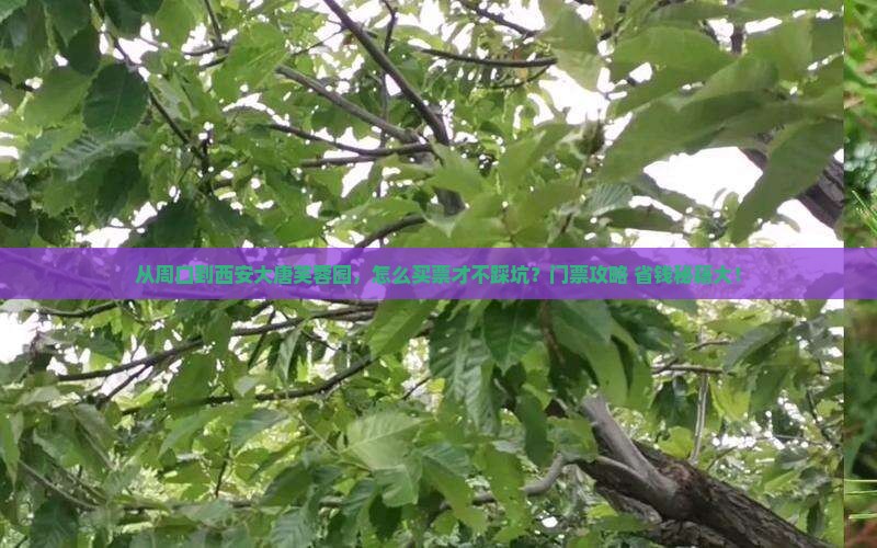 周口到西安大唐芙蓉园门票