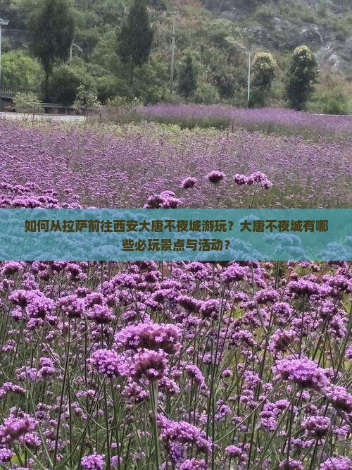 如何从拉萨前往西安大唐不夜城游玩？大唐不夜城有哪些必玩景点与活动？