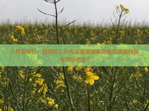 八月西安行：如何在三天内深度游览秦始皇帝陵博物院与周边古迹？