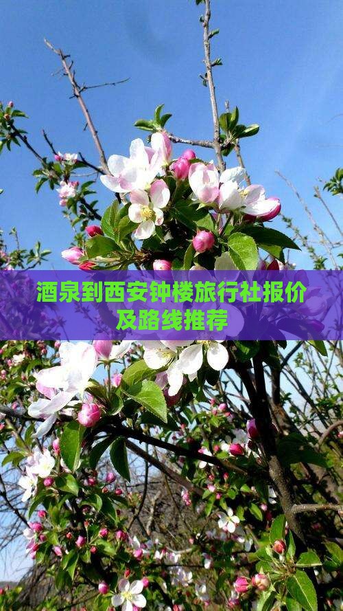 茶泉到西安钟楼旅行社报价及路线推荐
