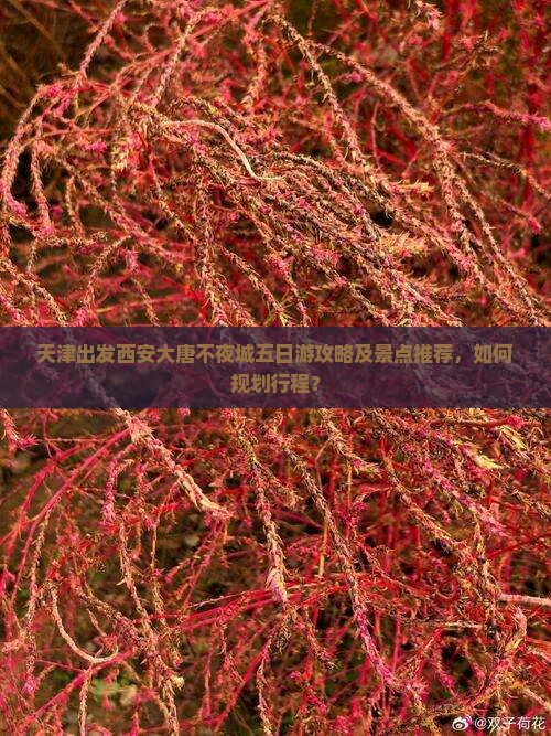 天津出发西安大唐不夜城五日游攻略及景点推荐，如何规划行程？