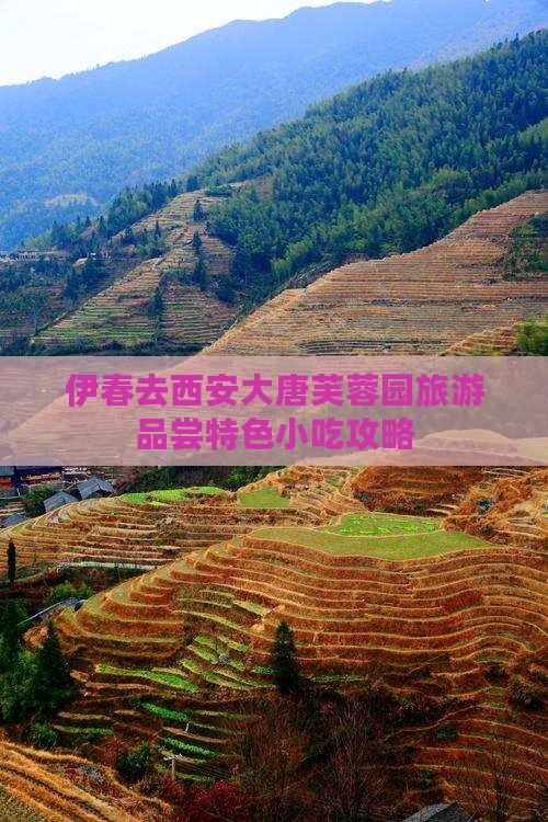 伊春去西安大唐芙蓉园旅游品尝特色小吃攻略