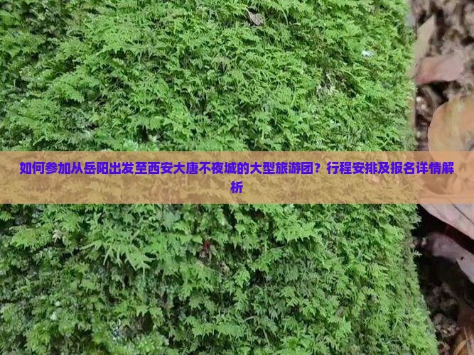如何参加从岳阳出发至西安大唐不夜城的大型旅游团？行程安排及报名详情解析