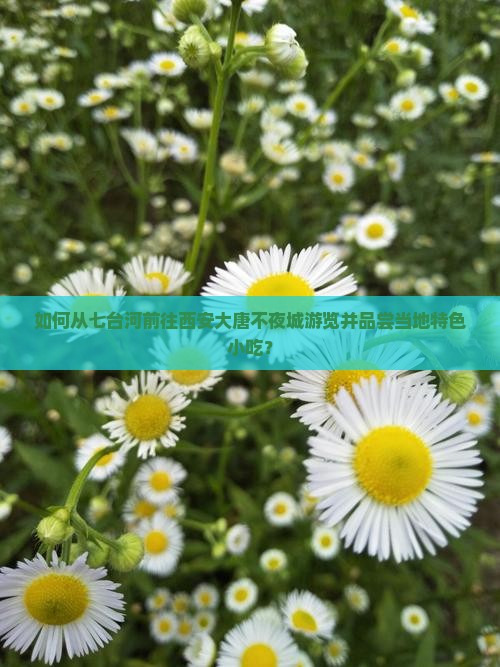 如何从七台河前往西安大唐不夜城游览并品尝当地特色小吃？