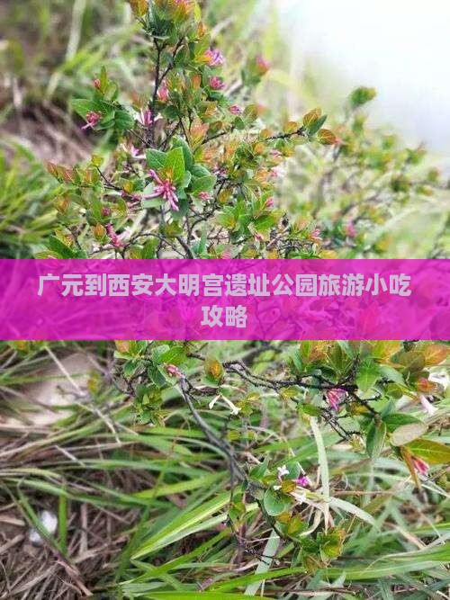广元到西安大明宫国家遗址公园旅游小吃