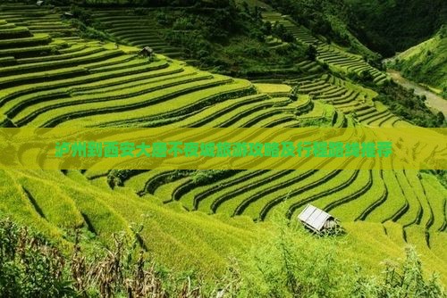 泸州到西安大唐不夜城旅游攻略及行程路线推荐