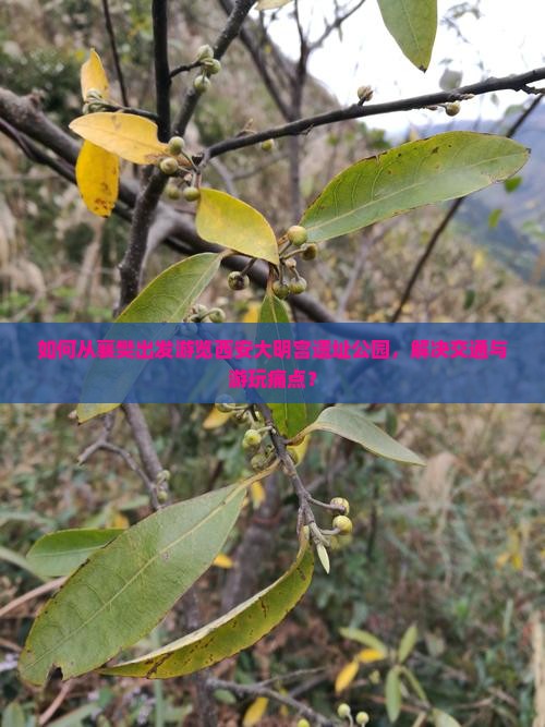 如何从襄樊出发游览西安大明宫遗址公园，解决交通与游玩痛点？
