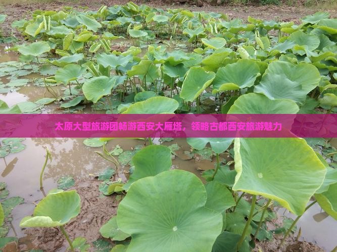 太原大型旅游团畅游西安大雁塔，领略古都西安旅游魅力
