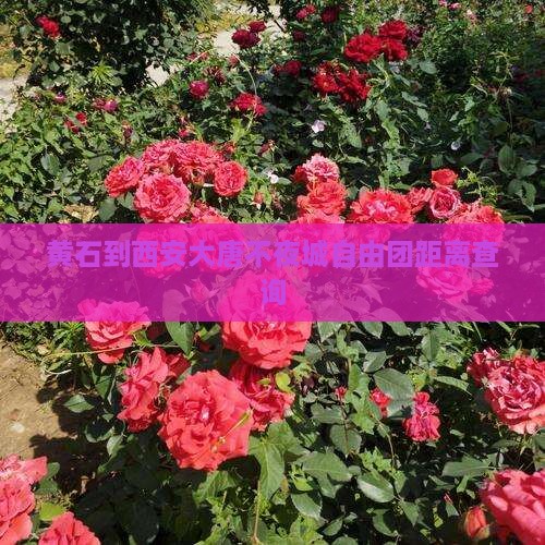 黄石到西安大唐不夜城自由团距离查询