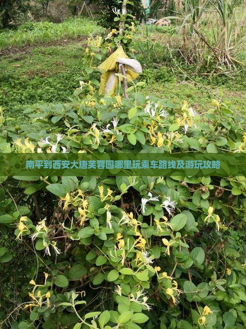 南平到西安大唐芙蓉园哪里玩乘车路线及游玩攻略