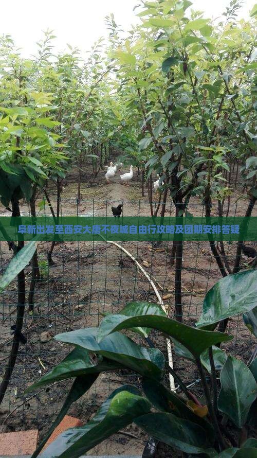 阜新出发至西安大唐不夜城自由行攻略及团期安排答疑