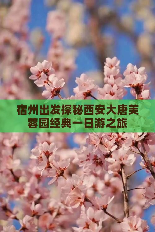 宿州出发探秘西安大唐芙蓉园经典一日游之旅