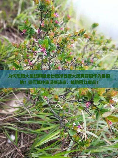 为何恩施大型旅游团纷纷选择西安大唐芙蓉园作为目的地？如何抓住旅游新热点，体验网红痛点？