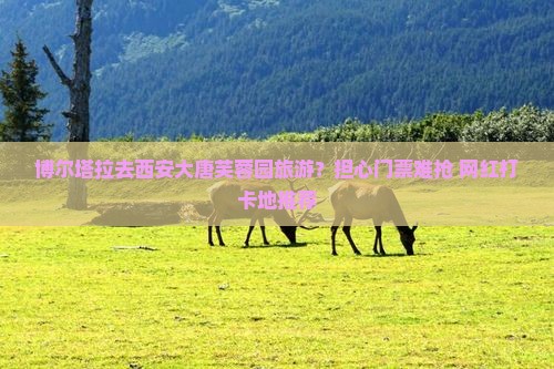 博尔塔拉去西安大唐芙蓉园旅游？担心门票难抢+网红打卡地推荐