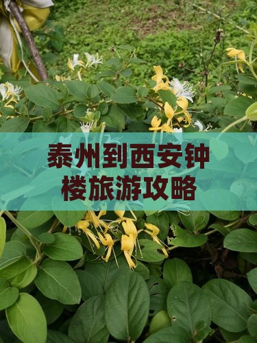 泰州到西安钟楼旅游攻略