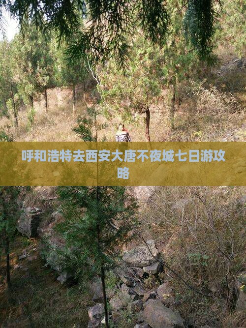 呼和浩特去西安大唐不夜城七日游攻略