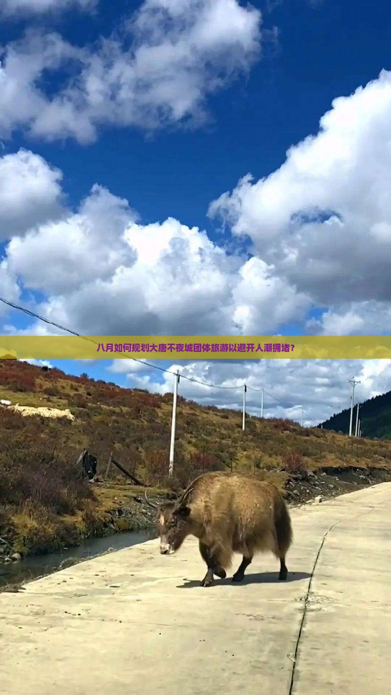 八月如何规划大唐不夜城团体旅游以避开人潮拥堵？