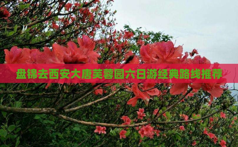 盘锦去西安大唐芙蓉园六日游经典路线推荐