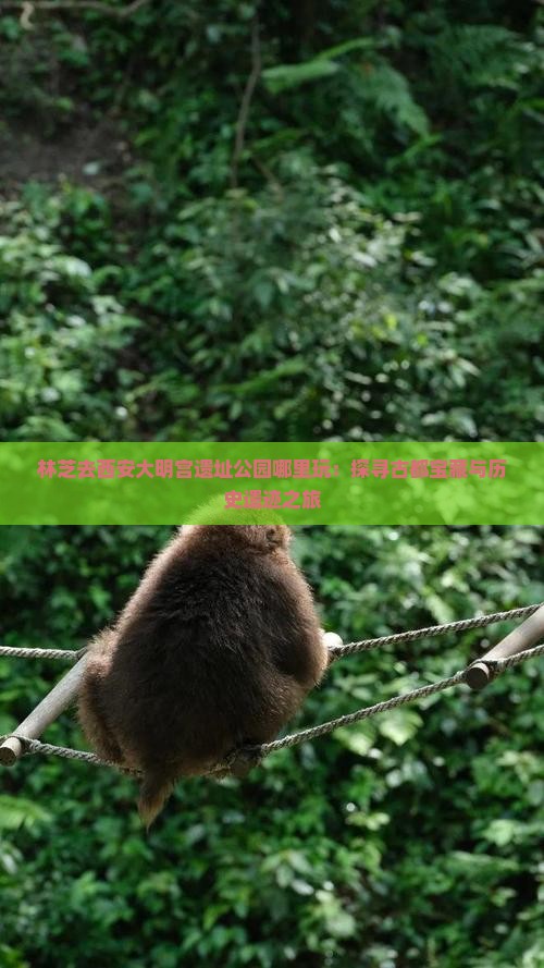 林芝去西安大明宫遗址公园哪里玩：探寻古都宝藏与历史遗迹之旅