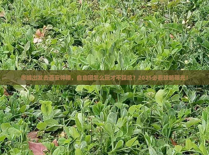 赤峰去西安钟楼自由团
