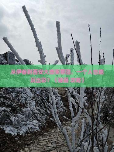 伊春去西安大唐芙蓉园个人游