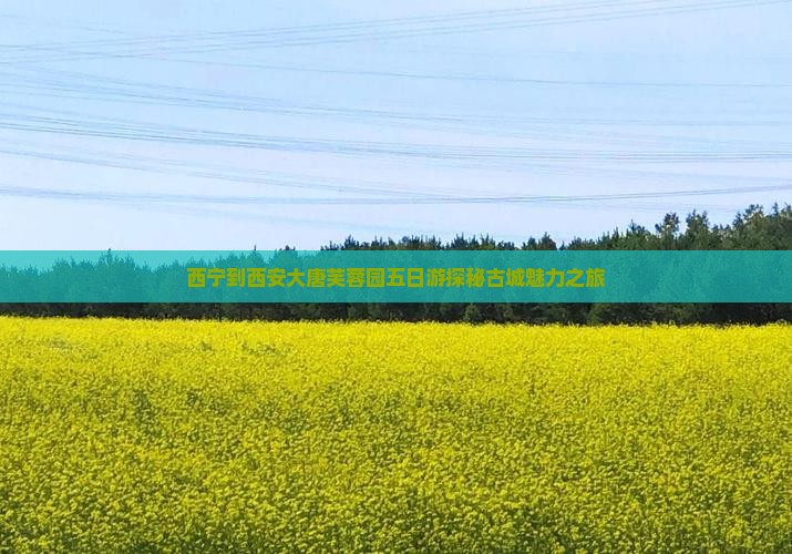 西宁到西安大唐芙蓉园五日游