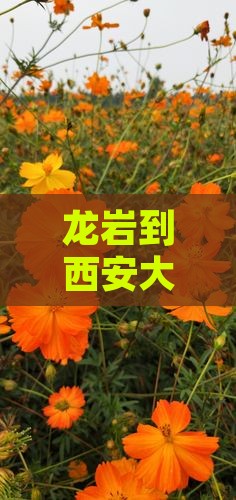 龙岩到西安大唐芙蓉园旅游攻略大全