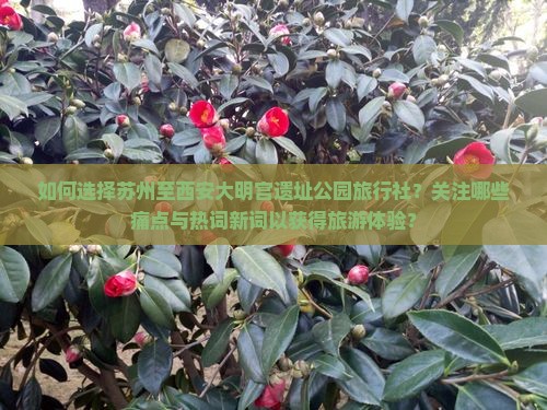 如何选择苏州至西安大明宫遗址公园旅行社？关注哪些痛点与热词新词以获得旅游体验？