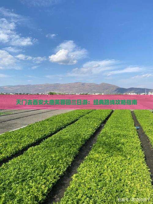 天门去西安大唐芙蓉园三日游：经典路线攻略指南