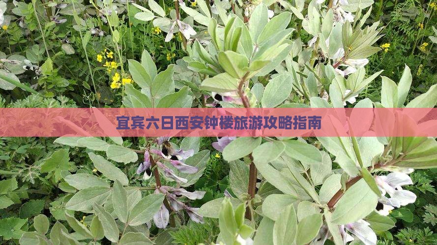 宜宾六日西安钟楼旅游攻略指南