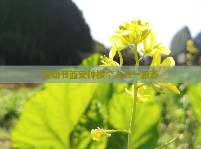 劳动节西安钟楼个人五一旅游